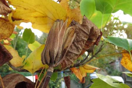  picture  Tulpenboom |Liriodendron_tulipifera