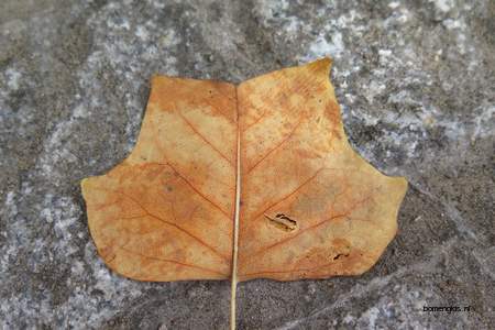  picture  Tulpenboom |Liriodendron_tulipifera