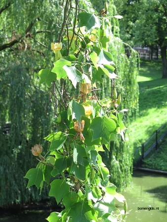  picture  Tulpenboom |Liriodendron_tulipifera