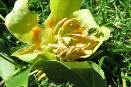  picture  Tulpenboom |Liriodendron_tulipifera