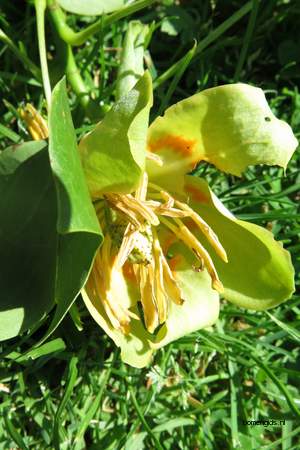  picture  Tulpenboom |Liriodendron_tulipifera