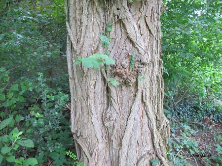  picture  Valse_acacia--Witte_acacia |Robinia_pseudoacacia