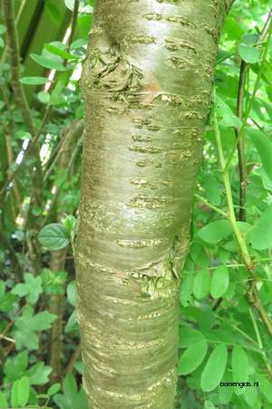  picture  Valse_acacia--Witte_acacia |Robinia_pseudoacacia