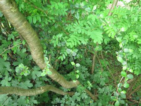  picture  Valse_acacia--Witte_acacia |Robinia_pseudoacacia