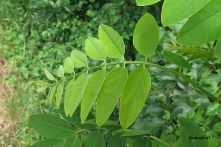  picture  Valse_acacia--Witte_acacia |Robinia_pseudoacacia