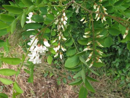  picture  Valse_acacia--Witte_acacia |Robinia_pseudoacacia