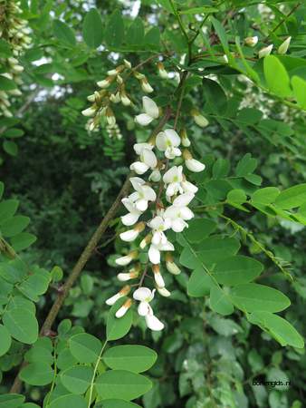  picture  Valse_acacia--Witte_acacia |Robinia_pseudoacacia