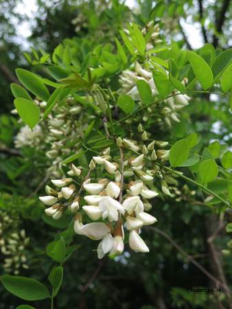  picture  Valse_acacia--Witte_acacia |Robinia_pseudoacacia