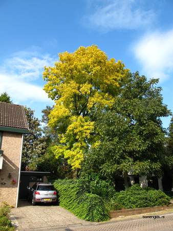  picture  Valse_acacia--Witte_acacia |Robinia_pseudoacacia