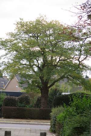  picture  Valse_acacia--Witte_acacia |Robinia_pseudoacacia