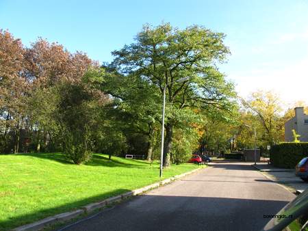  picture  Valse_acacia--Witte_acacia |Robinia_pseudoacacia