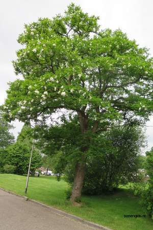  picture  Valse_acacia--Witte_acacia |Robinia_pseudoacacia