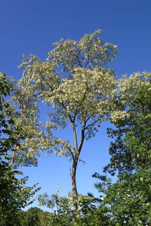  picture  Valse_acacia--Witte_acacia |Robinia_pseudoacacia