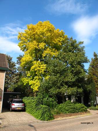  picture  Valse_acacia--Witte_acacia |Robinia_pseudoacacia