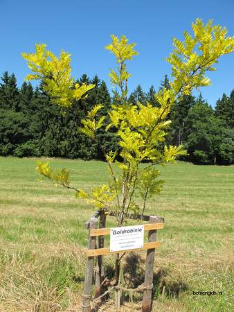  picture  Valse_acacia--Witte_acacia |Robinia_pseudoacacia