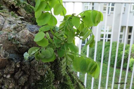  picture  Valse_acacia--Witte_acacia |Robinia_pseudoacacia