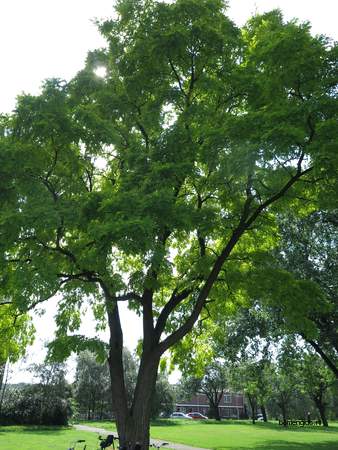  picture  Valse_acacia--Witte_acacia |Robinia_pseudoacacia