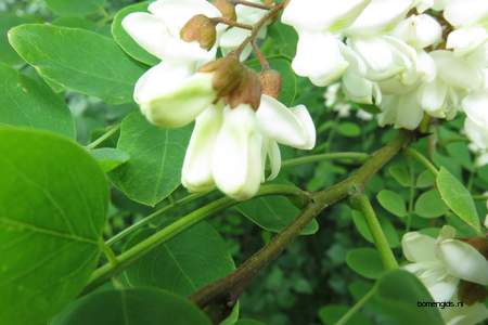  picture  Valse_acacia--Witte_acacia |Robinia_pseudoacacia