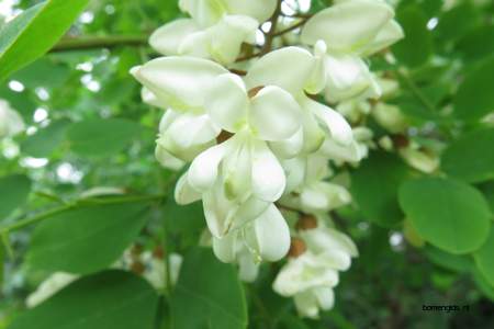  picture  Valse_acacia--Witte_acacia |Robinia_pseudoacacia