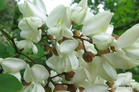  picture  Valse_acacia--Witte_acacia |Robinia_pseudoacacia