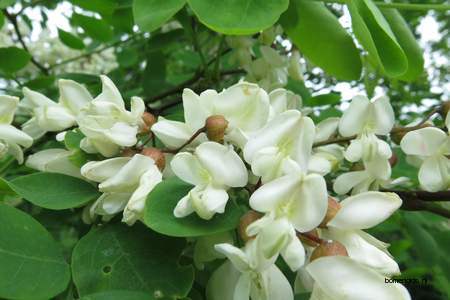  picture  Valse_acacia--Witte_acacia |Robinia_pseudoacacia