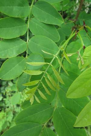  picture  Valse_acacia--Witte_acacia |Robinia_pseudoacacia