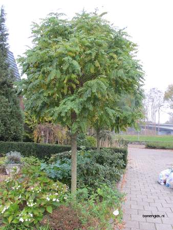  picture  Valse_acacia--Witte_acacia |Robinia_pseudoacacia