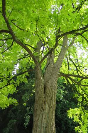  picture  Valse_acacia--Witte_acacia |Robinia_pseudoacacia