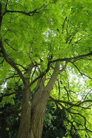  picture  Valse_acacia--Witte_acacia |Robinia_pseudoacacia