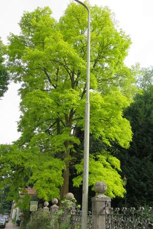  picture  Valse_acacia--Witte_acacia |Robinia_pseudoacacia