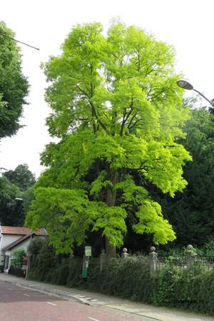  picture  Valse_acacia--Witte_acacia |Robinia_pseudoacacia