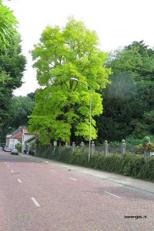  picture  Valse_acacia--Witte_acacia |Robinia_pseudoacacia