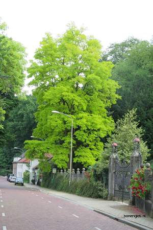  picture  Valse_acacia--Witte_acacia |Robinia_pseudoacacia