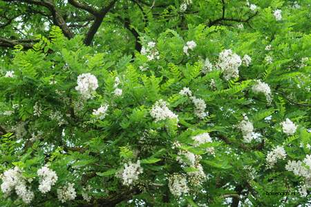  picture  Valse_acacia--Witte_acacia |Robinia_pseudoacacia