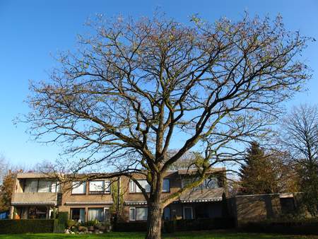  picture  Valse_acacia--Witte_acacia |Robinia_pseudoacacia