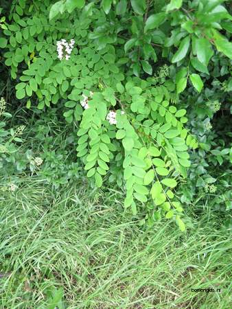  picture  Valse_acacia--Witte_acacia |Robinia_pseudoacacia