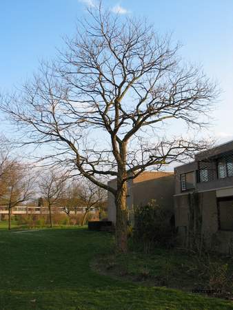  picture  Valse_acacia--Witte_acacia |Robinia_pseudoacacia