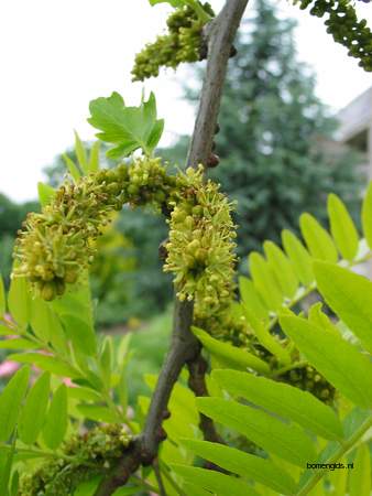  picture  Valse_christusdoorn |Gleditsia_triacanthos