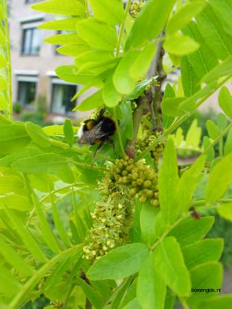  picture  Valse_christusdoorn |Gleditsia_triacanthos