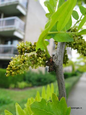  picture  Valse_christusdoorn |Gleditsia_triacanthos