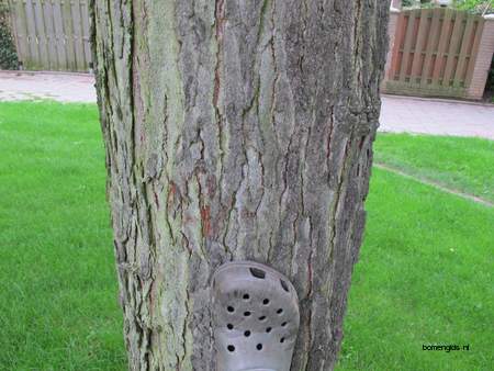  picture  Valse_christusdoorn |Gleditsia_triacanthos