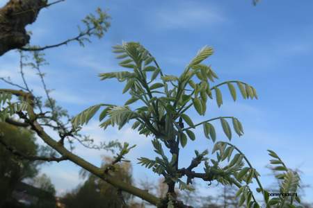  picture  Valse_christusdoorn |Gleditsia_triacanthos