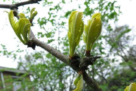  picture  Valse_christusdoorn |Gleditsia_triacanthos