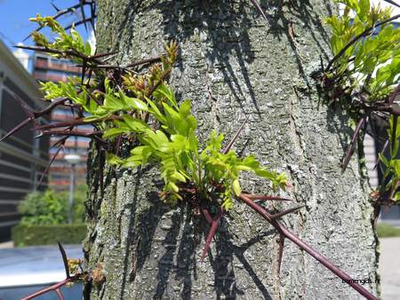  picture  Valse_christusdoorn |Gleditsia_triacanthos