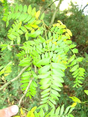  picture  Valse_christusdoorn |Gleditsia_triacanthos