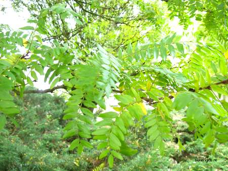 picture  Valse_christusdoorn |Gleditsia_triacanthos