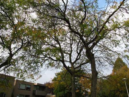  picture  Valse_christusdoorn |Gleditsia_triacanthos