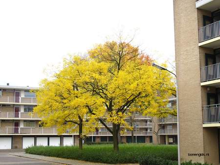  picture  Valse_christusdoorn |Gleditsia_triacanthos