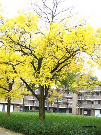  picture  Valse_christusdoorn |Gleditsia_triacanthos