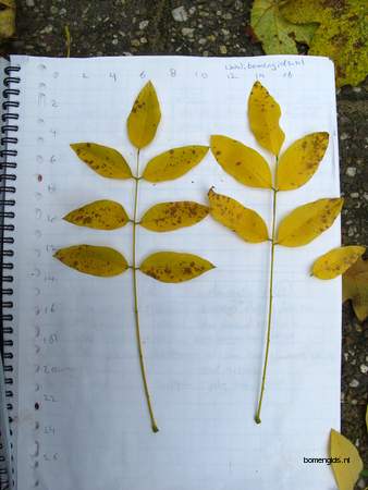  picture  Valse_christusdoorn |Gleditsia_triacanthos